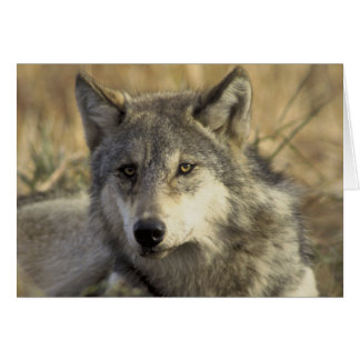 Prachtige Gray Wolf