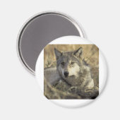 Prachtige grijze wolf magneet (Voorkant / Achterkant)