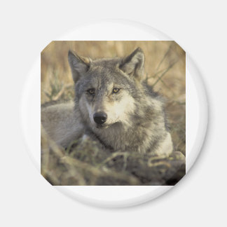 Prachtige grijze wolf magneet