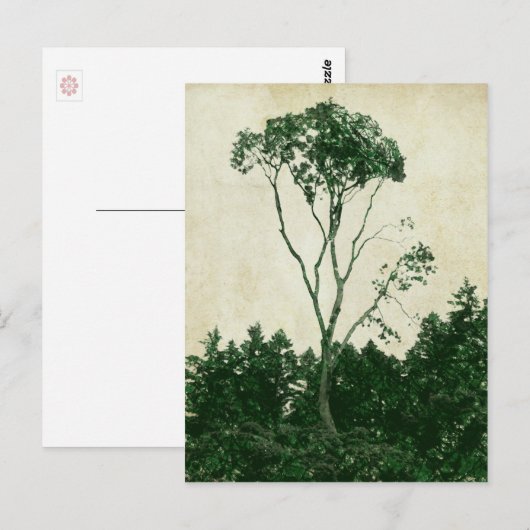 Prachtige groene briefkaart (Voorkant / Achterkant)