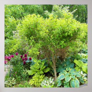 Prachtige groene tuin landschap met Hostas Poster