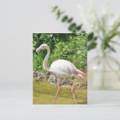 Prachtige Grotere Flamingo - Briefkaart (Staand voorkant)