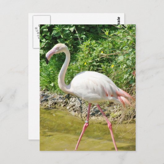 Prachtige Grotere Flamingo - Briefkaart (Voorkant / Achterkant)
