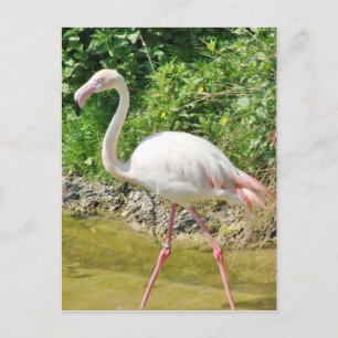 Prachtige Grotere Flamingo - Briefkaart