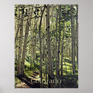 Prachtige grove van Aspen-bomen in Crested Butte P Poster