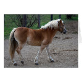 Prachtige haflinger (Voorkant Horizontaal)