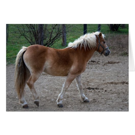 Prachtige haflinger (Voorkant Horizontaal)