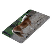 Prachtige haflinger magneet (Linkerzijde)