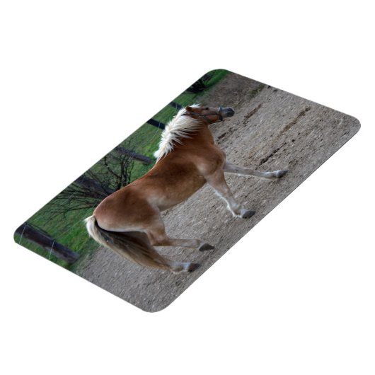 Prachtige haflinger magneet (Linkerzijde)