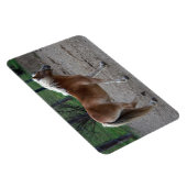 Prachtige haflinger magneet (Rechterzijde)