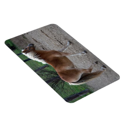 Prachtige haflinger magneet (Rechterzijde)