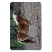 Prachtige haflinger magneet (Verticaal)