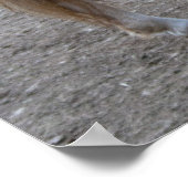 Prachtige haflinger poster (Hoek)