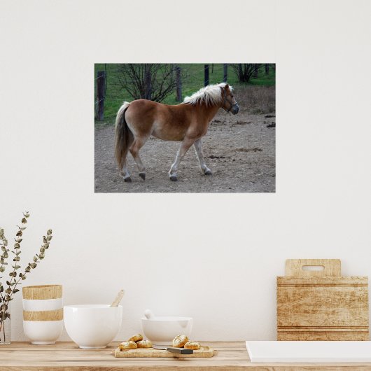 Prachtige haflinger poster (Keuken)