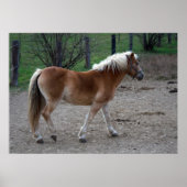 Prachtige haflinger poster (Voorkant)