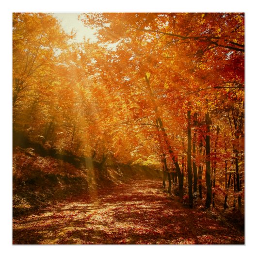 Prachtige herfst perfect poster (Voorkant)