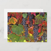 Prachtige Herfst Wijn VIneyard gekleurd Briefkaart (Voorkant / Achterkant)