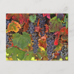 Prachtige Herfst Wijn VIneyard gekleurd Briefkaart