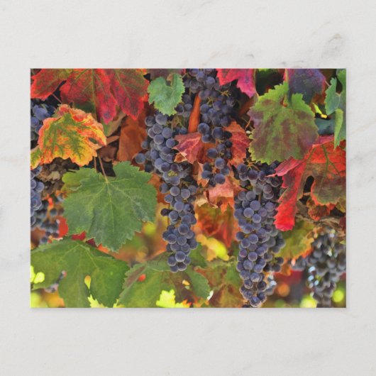 Prachtige Herfst Wijn VIneyard gekleurd Briefkaart (Voorkant)