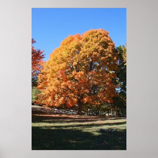 Prachtige herfstboom – Hubbell, Michigan Poster (Voorkant)
