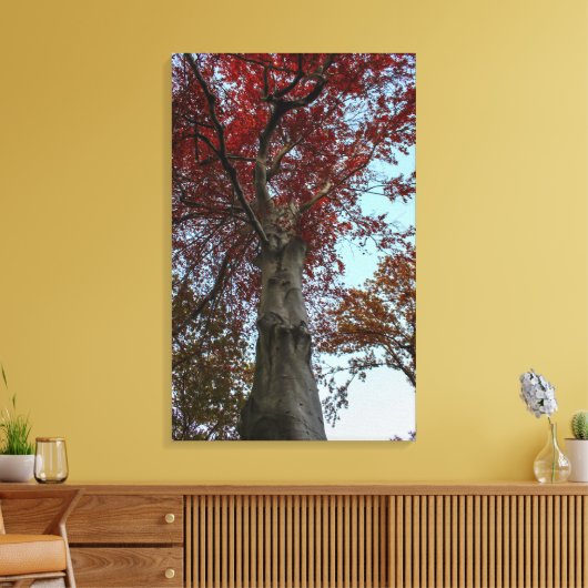 Prachtige herfstboom in Central Park Canvas Afdruk (Insitu (Woonkamer))