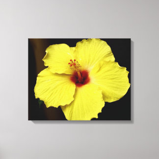 Prachtige Hibiscus Chinees Roos Bloeiende Bloem Canvas Afdruk