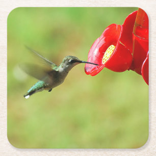 Prachtige Hummingbird Feeding Square Paper Onderze Kartonnen Onderzetters