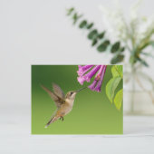 Prachtige Hummingbird Natuur Scenery Briefkaart (Staand voorkant)