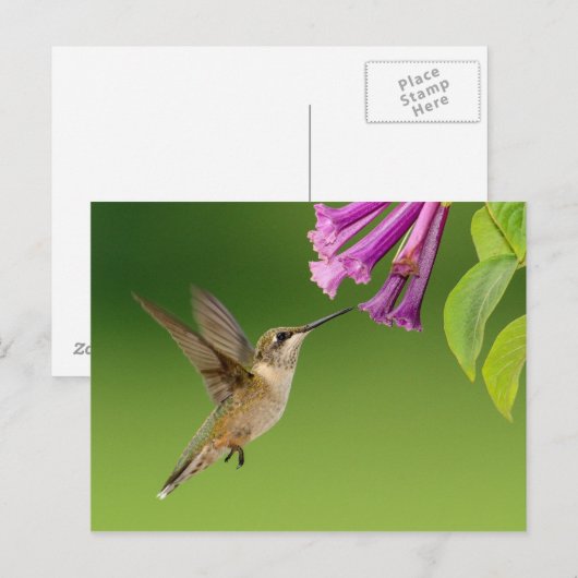 Prachtige Hummingbird Natuur Scenery Briefkaart (Voorkant / Achterkant)