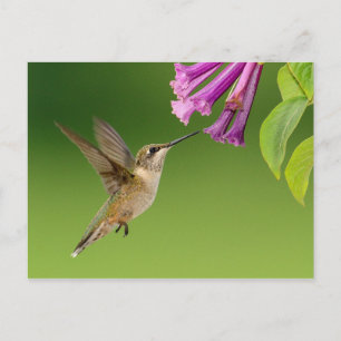 Prachtige Hummingbird Natuur Scenery Briefkaart
