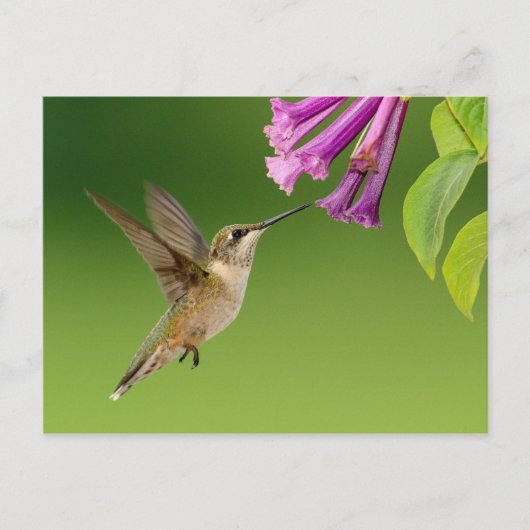 Prachtige Hummingbird Natuur Scenery Briefkaart (Voorkant)