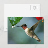 Prachtige Hummingbird Natuur Scenery Briefkaart (Voorkant / Achterkant)