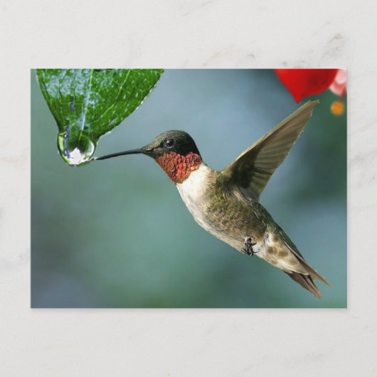 Prachtige Hummingbird Natuur Scenery Briefkaart (Voorkant)
