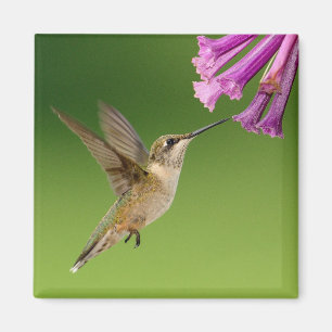 Prachtige Hummingbird Natuur Scenery Magneet