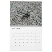 Prachtige kalender voor libellen (Mar 2026)
