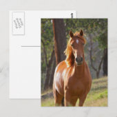 Prachtige kastanjebruine paarden in het veld briefkaart (Voorkant / Achterkant)