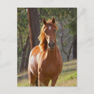 Prachtige kastanjebruine paarden in het veld briefkaart