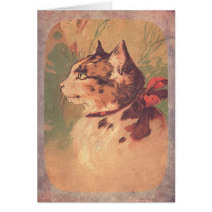 Prachtige Kat