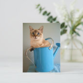 Prachtige kat in het water briefkaart (Staand voorkant)