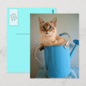 Prachtige kat in het water briefkaart (Voorkant / Achterkant)