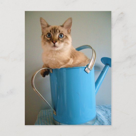 Prachtige kat in het water briefkaart (Voorkant)