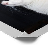 Prachtige kattenafdrukken poster (Hoek)