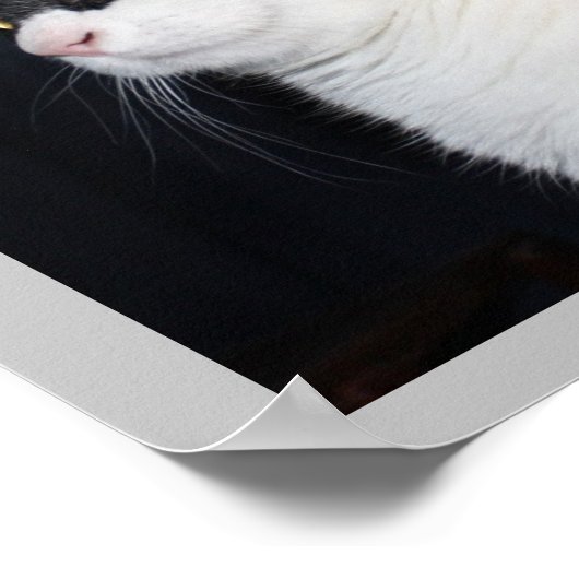 Prachtige kattenafdrukken poster (Hoek)