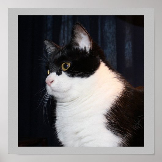 Prachtige kattenafdrukken poster (Voorkant)