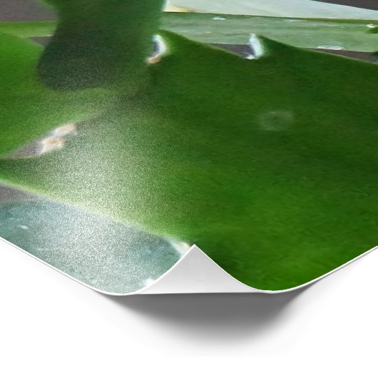 Prachtige kerstcactus Bloom Foto Afdruk (Hoek)