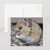 Prachtige kleine muis briefkaart (Voorkant / Achterkant)