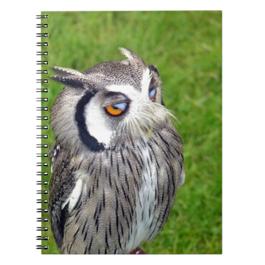 Prachtige Kleine Owl Notitieboek (Voorkant)