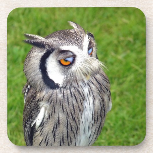 Prachtige Kleine Owl Onderzetter (Voorkant)
