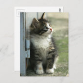 Prachtige kleine tabby-ontwerpen - zo schattig! briefkaart (Voorkant / Achterkant)