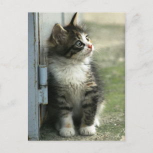 Prachtige kleine tabby-ontwerpen - zo schattig! briefkaart
